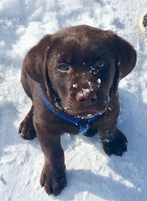 Unser B Wurf From Black Passion Labrador From Black Passion Hobbyzucht Schweiz