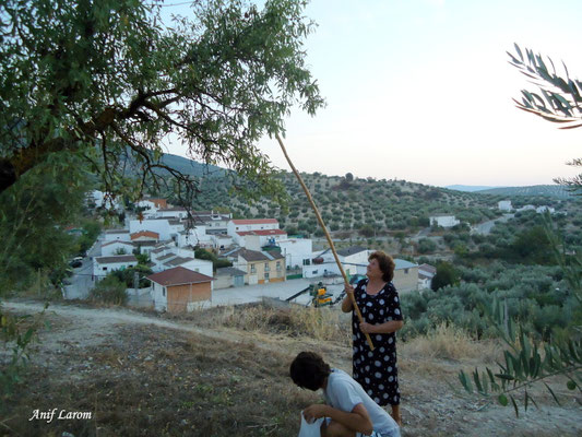 Araceli, recolectando sus almendras. Cortijo La Calerilla. 2013