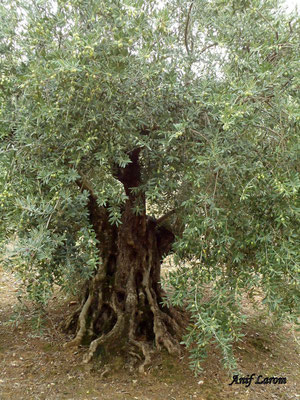 El cultivo del Olivo se encuentra en los orígenes de las culturas Fenicia, Asiria, Judía, Egipcia y Griega,