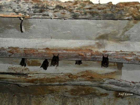 Más murciélagos en cortijo La Torrezna