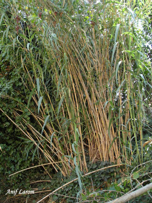 Juncos en el río