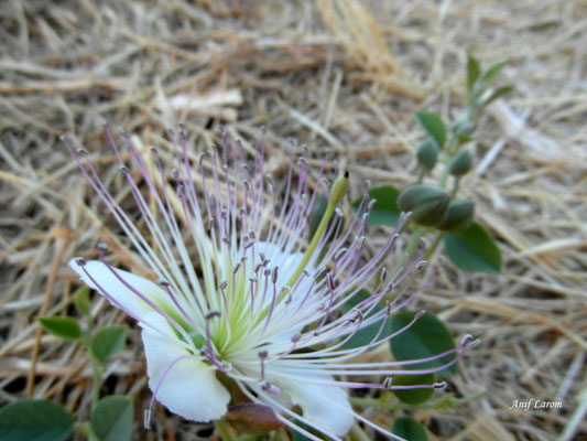 Flor de alcaparra