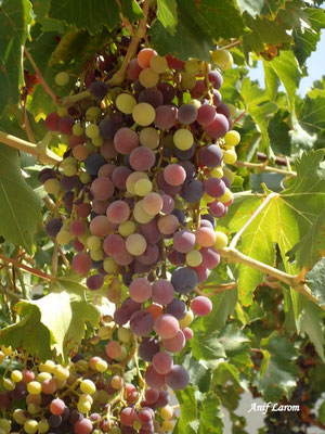 Uvas