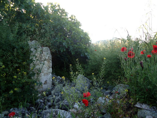Ruinas del cortijo Los Mariotes. La Solana