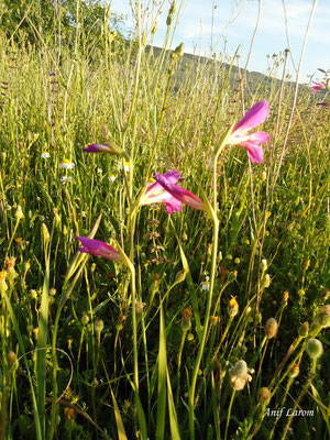 Clavellinas silvestres