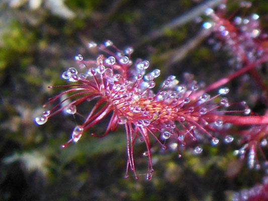 Mittlerer Sonnentau, Blatt stark vergrößert