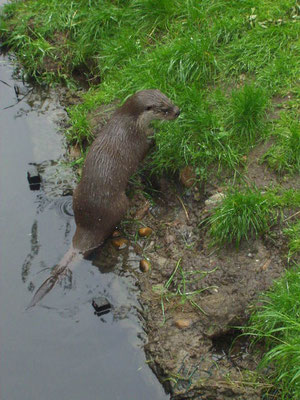 Fischotter in der Otternstation Hankensbüttel