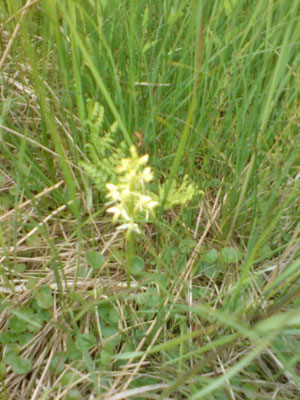 Weiße Waldhyazinthe (Platanthera bifolia), auch eine Orchidee