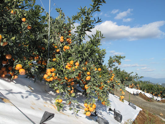 産地から直接お届けできるから、みかんの樹の上で完熟した果実を収穫します。