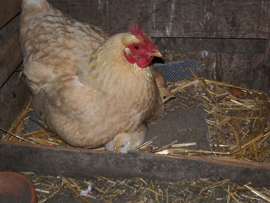 Quelle température supporte une poule ?