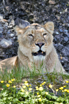 Zoo Zürich