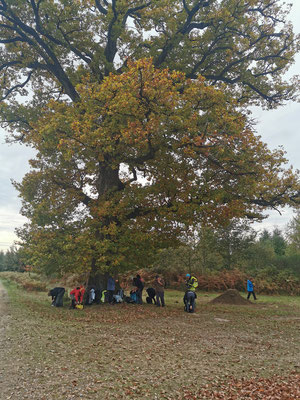 Aupied de mon arbre...