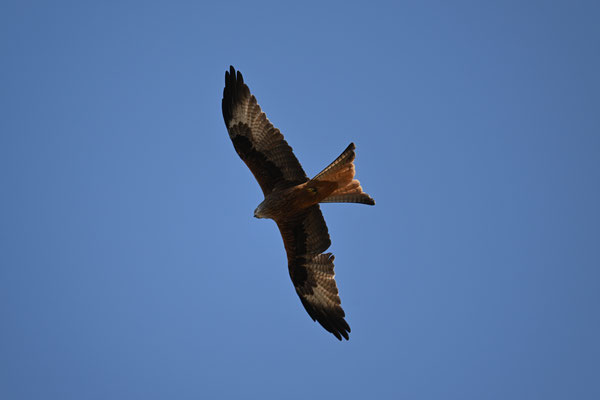 Milan Royal, rapace de Corse 