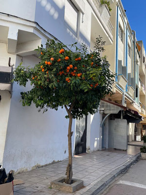 die Orangen wachsen an den Bäumen auf der Strasse