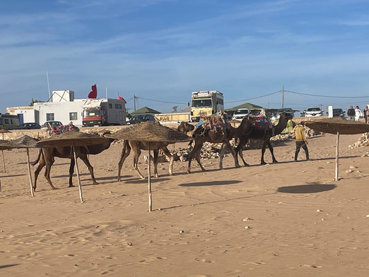 Dromedare warten auf Touristen