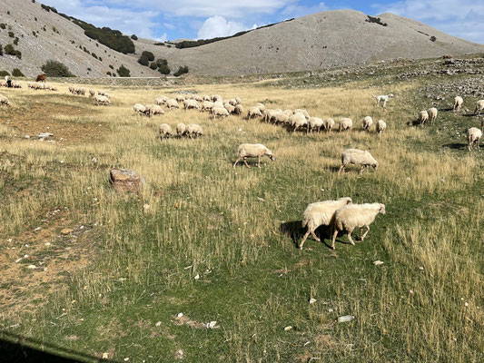 die Schafe werden von einem Herdenschutzhund bewacht, er bellt auch sofort wenn man seinen Schützlingen zu nahe kommt.