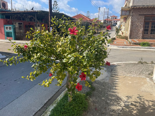 Obwohl wir erst Februar haben blüht hier der Hibiscus