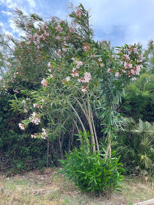 dafür ist das "wild wachsende Unkraut" umso schöner: Oleander
