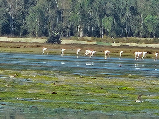 Flamingos - leider etwas weit entfernt für die Handykamera