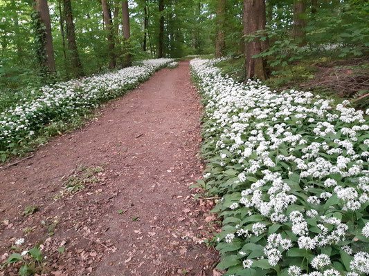 Spaziergang zwischen blühendem Bärlauch