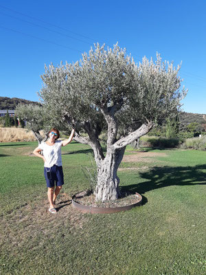auf der Fahrt entdecken wir diese schönen Olivenbäume - wenn man einen solchen Baum mitnehmen und im eigenen Garten pflanzen könnte ...