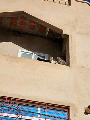 Katzen auf dem Balkon - im dritten Stock!