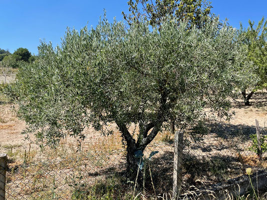 und einige Olivenbäume