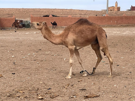 auch kleine Tiere sind dabei