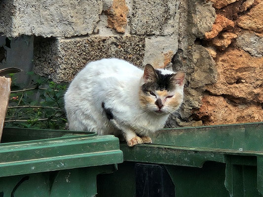 viele Katzen, welche leider im Abfall nach Essbarem suchen müssen
