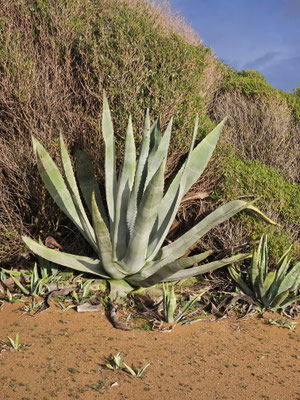 Aloe Vera