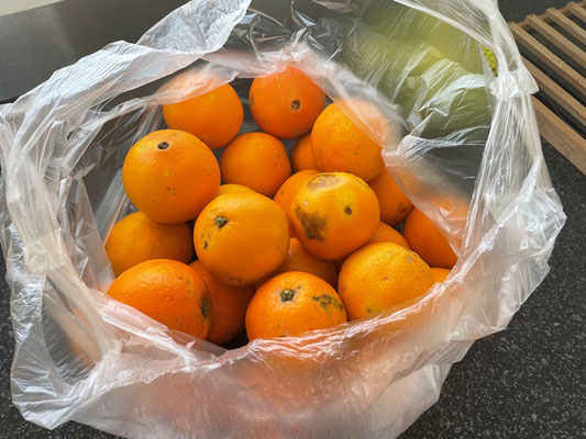 ca. 4 kg frisch gepflückte Orangen für 5 Euro, da kann man wirklich nichts sagen.
