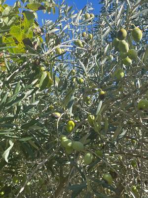 Bei einigen Plantagen sind die Oliven noch nicht geerntet. Erntezeit ist von Mitte Oktober - Mitte November