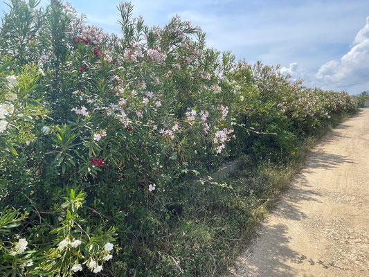 Oleander soweit das Auge reicht