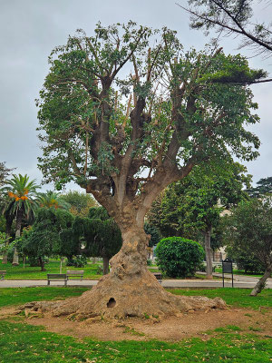 auffälliger Baum - man schaue sich den Stamm an