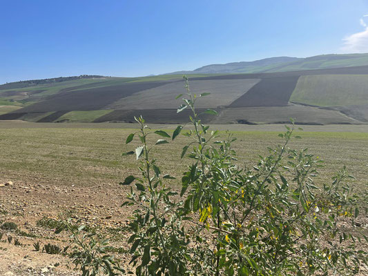meist noch landwirtschaftlich genutzt
