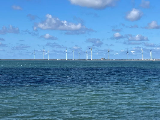 auch grössere Felder gibt es davon - klar, wenn man so viel Wind hat