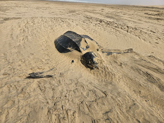auch eine Wasserschildkröte hat es anscheinend nicht mehr geschafft