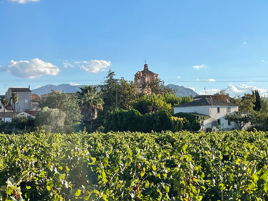 Weinberge rundherum