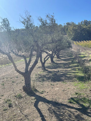 Akurat geschnittene Olivenbäume