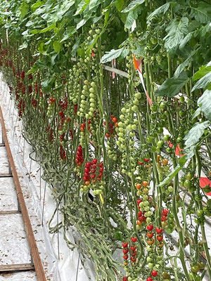 eine Pflanze kann bis über 12 me lange werden, und verschiedene Stadien von Tomaten tragen