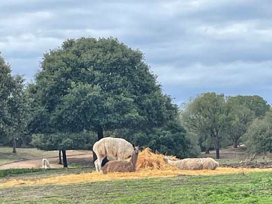 ein grosses Gehege mit Lamas ...