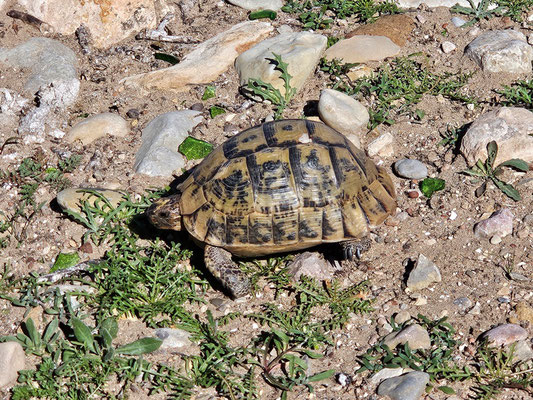 eine kleine Schildkröte
