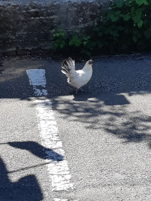 kaum am Stellplatz angekommen begrüsst uns schon ein Huhn und bleibt für eine gute Stunde um unseren Gustav. Was es wohl will ...?