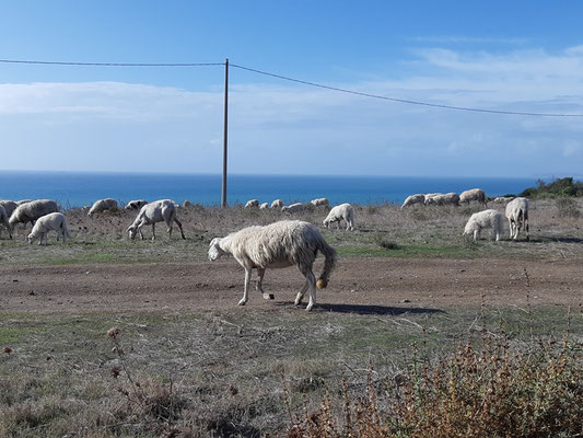 am Nachmittag kommen zwei Hirten vorbei mit ca. 170 (fast) freilaufenden Schafen