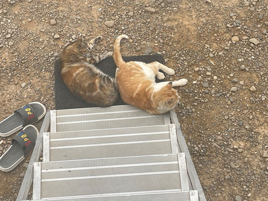 beim Aufstehen liegen die beiden Katzen natürlich auf unserem Schmutzteppich - und warten auf das Trockenfutter ...