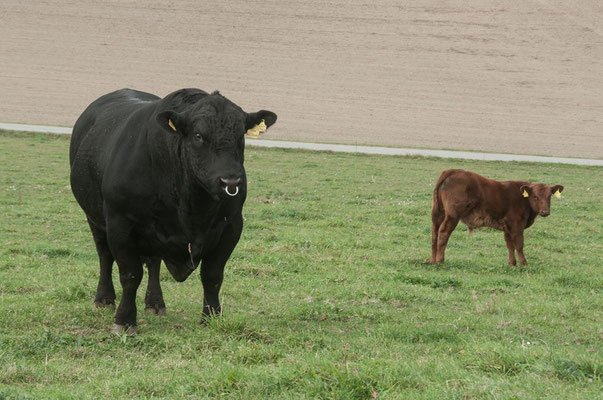 Mühlviertler Angus Stöckhof