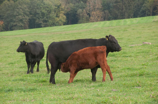 Mühlviertler Angus Stöckhof