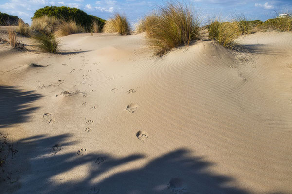 Strand-Espiguette-Grau-du-Roi