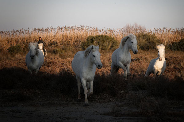 Weiße-Pferde-Naturschutz-Gebiet-Camargue