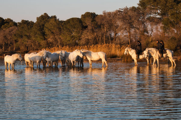 Weiße-Pferde-Naturschutz-Gebiet-Camargue